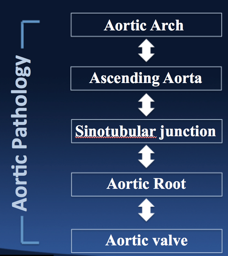 There are many anatomic building blocks associated with the Aortic Valve and Aortic Root